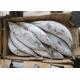 Katsuwonus Pelamis Bulk 2.0kg 2.2kg Frozen Skipjack Tuna