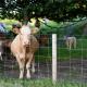 Wholesale Galvanized Grassland Wire Mesh Fence Cattle / Sheep / Field / Deer Farm Fence