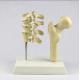 Vertebra Thighbone Osteoporosis Model Life Size Human Lumbar Carton Packing