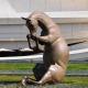 Realistic Style Cast Bronze Horse Sculpture , Life Size Bronze Horse Statue
