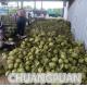 Customized Coconut Water Making Machine - 18C Production Store Type Coconut Water Processing