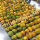 Automatic Mango Pulp Production Line Concentrated Mango Juice Processing Plant
