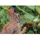 Poultry Rabbit Chicken Vinyl Coated Hex Netting Low Carbon Iron Wire