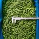 New Harvest 100% Natural Vegetables Fresh IQF Green Beans Cut For Catering