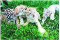 Quadruplet tigers born with three kinds of colors
