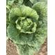 Supermarket Flat Head Cabbage Grows In Village Without Pollution