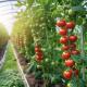 Multi-Span Innovative Drip Irrigation Tunnel Greenhouse System with 30-Day Return Refunds