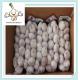 Exported Chinese 2016 New Crop Fresh Natural White Garlic 4.5cm