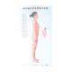 Human Body Meridian Acupuncture Culture Acupoint Acupressure Points Chart