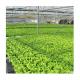 Video Outgoing Inspection Hydroponic Greenhouse For Leafy Green Vegetable Production