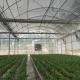 Vegetables Tunnel Plastic Commercial Large Multispan Greenhouse