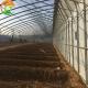 Traditional Film Solar Greenhouse Large and Durable for Vegetable Cultivation