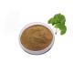 Food Grade Nutritional Brown Ginkgo Biloba Leaf Extract Powder