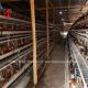 Egg Laying Hen Battery Cage System For Poultry Chicken Layer Ada