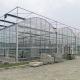 Hydroponics Tomato Cucumber Flower Film Arch Automatic Multispan Glass Greenhouse