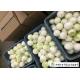 Natural Fresh Onions , Fresh White Onion Suitable Dry Storage Environment