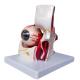 Hospital Teaching Medical Human Anatomy Eye Model With Orbit