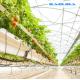 Clear Hydroponic Agricultural Multi Span Greenhouse 8m Span