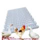 Poultry Farm High Quality Adult And Baby Chicks Poultry Slats baby chicks poultry slats