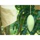 Growing bag for mango cheap price