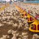 PVC Poultry Farm Equipment