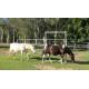 High quality cheap livestock portable horse stall panels galvanized portable