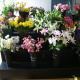Black Coroplast Floral Display Stand PP Corrugated Plastic 4 Step Durable