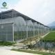 Hydroponic 9.6m Multi Span Pc Greenhouse For Agriculture