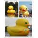 Advertisement Inflatable Yellow Duck for Promotion(CY-M2731)
