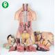 Emulational Human Body Torso Model W Back Dissection 38pcs 85cm Tall Much Sex