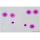 BRED Sperm DNA Fragmentation Test Kit 24 Months Shelf Life