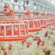 Broiler Poultry Farming 45 Chicken Feeding Line Drinking Line Automatic Equipment Rose