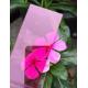 2.1m Width Pink Polycarbonate PC Solid Sheet With 0.6mm-18mm Thickness