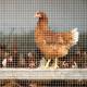 New Type Top Sale  link fence protection cars chicken breeding net domestic Chicken house welded wire mesh