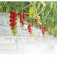 Anti-Drip Fogging Hydroponic System Suitable for Overwintering Poultry and Livestock