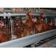 Automatic Drinking Galvanised 2.8mm Layer Chicken Cage