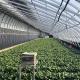 2000.000kg Juxiang's Commercial Sunlight Greenhouse for Strawberry Farming jx-sg-108