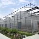Strawberries Seedbed Nursery Multi Span Greenhouses with Inner Shading System