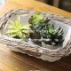 2016 new style wicker garden baskets rectangle shape willow plant basket white color