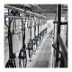 Big 110v 20 Stalls Herringbone Milk Parlor For Cow Milking