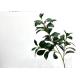 Greenery Artificial Peperomia Tetraphylla Fake Tree Branches Of 68 Cm 140 Cm
