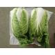 Improve Digestion Mini Drumhead Cabbage , Late Flat Dutch Cabbage 1-3KG/PER